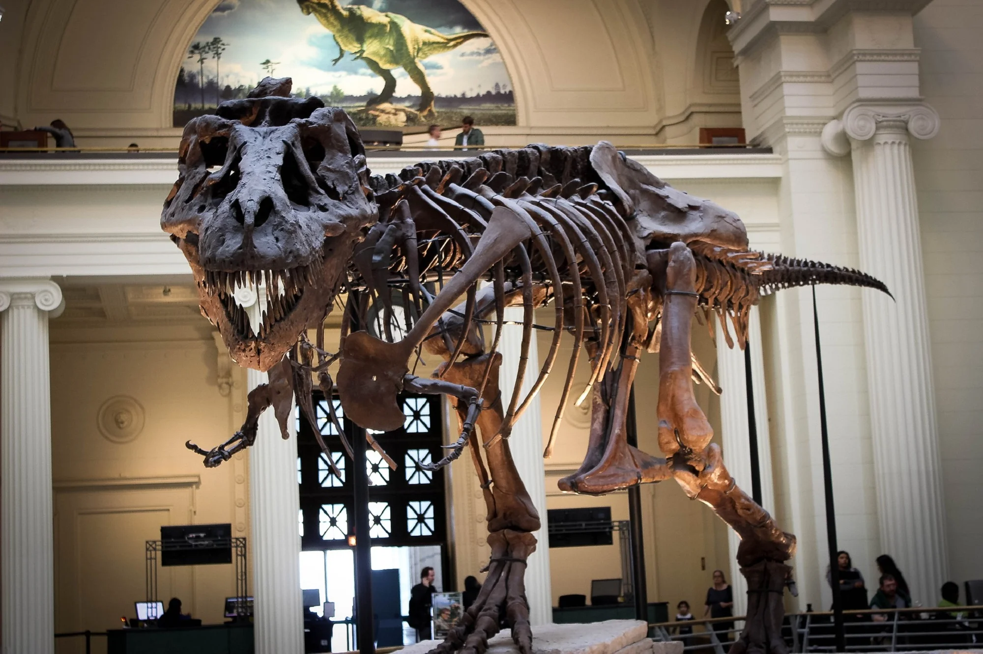 Czy T. rex to rzeczywiście trzy królewskie gatunki? Paleontolodzy podają w wątpliwość nowe twierdzenia.